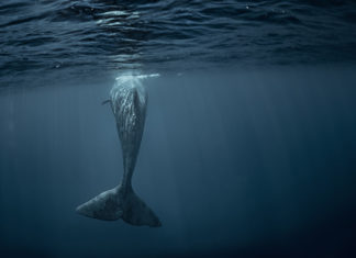Großer Fang für kleines Eiland