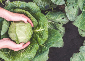 Kohl und Küste – Eine Ode an das grüne Grünzeug