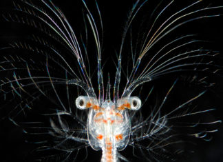 Wunder der Tiefsee – Fotografien von Solvin Zankl