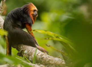 Äffchen an der Küste