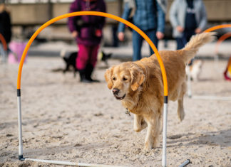 Hunde-Strand-Spiel