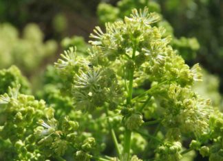 Gemeinsam für mehr Artenvielfalt