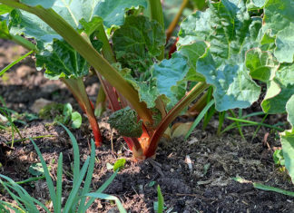 Rhabarberernte mit Gartenzauber-Expertin Katja Hildebrandt