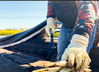 Spargelernte im Selbsttest – Mit Körpereinsatz und Fingerspitzengefühl zum Genuss