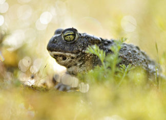 Von Minne und Metallica