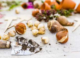 Jetzt die Knollen für einen blühenden Sommer pflanzen