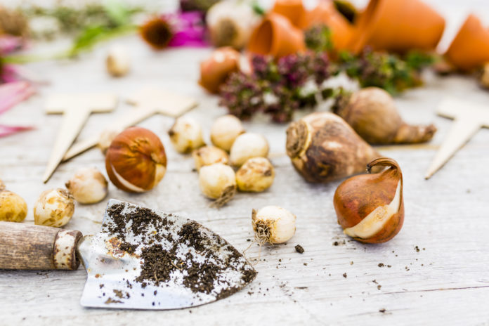 Flower bulbs and garden accessories for planting in the ground.
