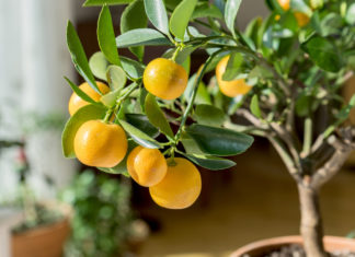 Südliches Flair im eigenen Garten