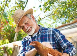 Da lachen ja die Hühner!