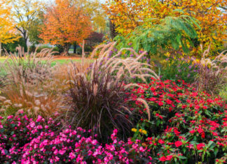Stimmungsvolles Farbspiel im Garten
