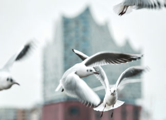 Wortkunst zwischen Möwen und Meeresrauschen