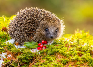 Damit der Igel gut schlafen kann