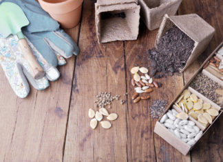 Saatgut sammeln – Vielfalt erhalten