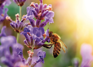 Die „Provence des Nordens“