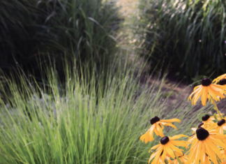 Blühende Stauden & Gräserrauschen