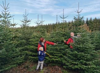 Weihnachtsbäume frisch vom Hof Ansgarius