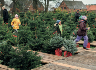 Tannenbäume soweit das Auge reicht