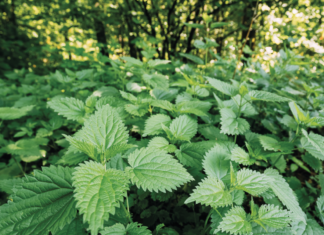 Wehrhaftes WILDKRAUT