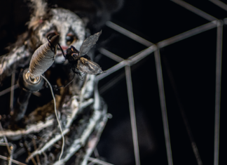 SPINNLEIN, SPINNLEIN AN DER WAND