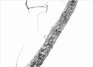 ZEICHNEN MIT LICHT – EVELYN STEINMETZ UND ANDREAS TRABITZSCH