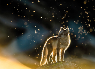 Europäischer Naturfotograf des Jahres – die Siegerbilder des Wettbewerbs 2021