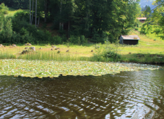 Zeichen für regionalen Klimaschutz