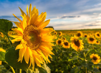 Erlebnis Mittsommernacht
