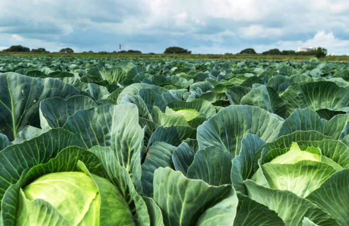 Weißkohl, Biogemüse