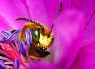 Facettenreiche Insekten