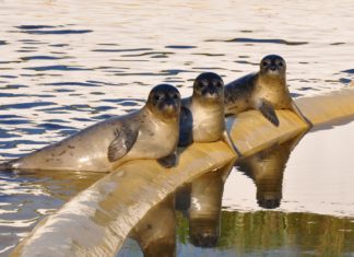 Zweite Chance für kleine Robben