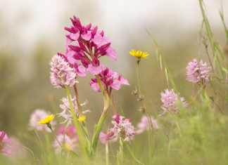 Wer hilft den wilden Orchideen?