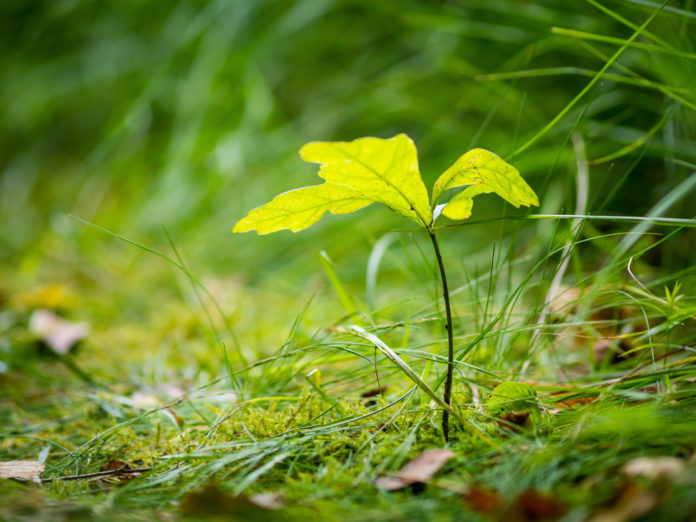 1_Evers_Reforest_2