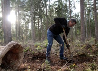 Nachhaltige Forstwirtschaft