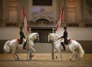 Wiens weiße Hengste tanzen in Neumünster