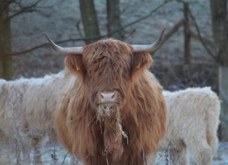 Winterwanderungen im Stiftungsland