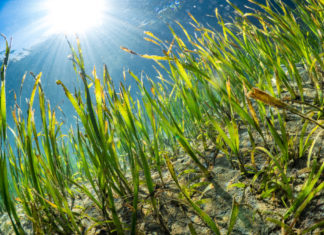 Seegras als Allrounder