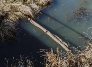 Haar reinigt die Meere