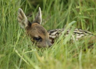 Jetzt braucht „Bambi“ unsere Hilfe!