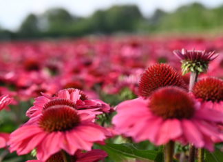 Blütenpracht mit Gütezeichen