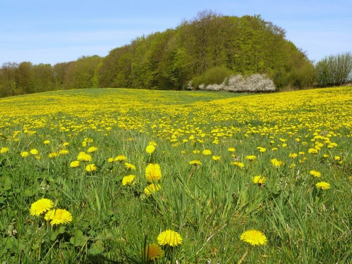 Krauuterspaziergang