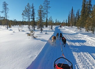 Mit 16 Pfoten durch Finnland