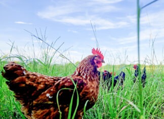 Eine Frau und ihr Federvieh: Normas GluEGGs-Geflügel