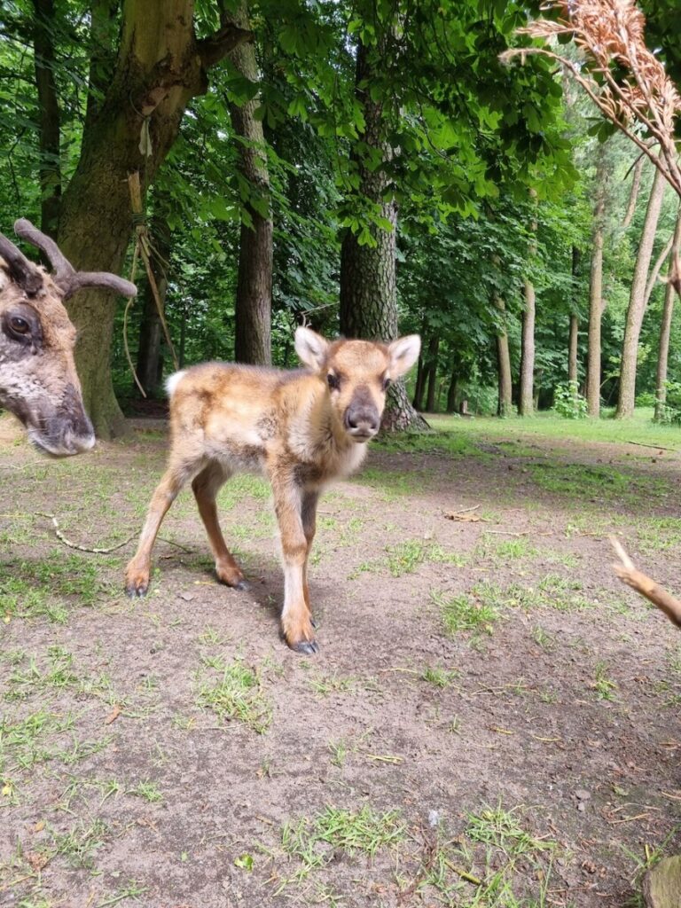 Ein Rentierbaby neben seiner Mutter im Tierpark Neumünster.