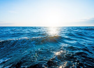 Ocean Summit: Meeresmitmachtag in Flensburg