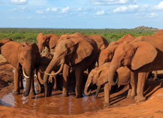 Meine Liebeserklärung an Kenia