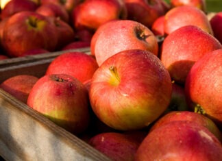 Apfelfahrt und Apfelmarkt an der Flensburger Förde Äpfel in Kiste bei der Apfelfahrt an der Flensburger Förde
