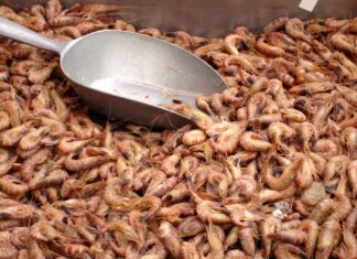 Husumer Krabbentage Nordseekrabben auf den Husumer Krabbentagen