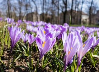 Lila Blüten so weit das Auge reicht