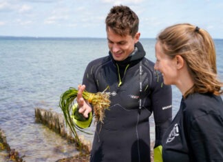 Mehr Seegras für Fehmarn