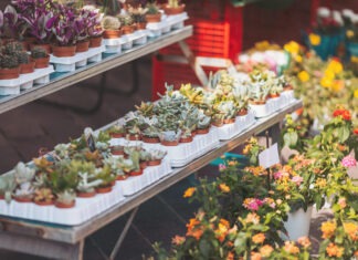 Grüner geht’s nicht